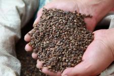 廣西全州發(fā)放耐旱作物種子應(yīng)對(duì)旱情，助力農(nóng)作物種子經(jīng)營(yíng)穩(wěn)產(chǎn)增效