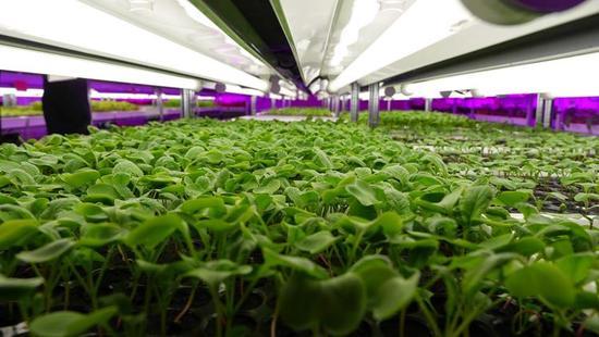 跨界創(chuàng)新 LED制造商進(jìn)軍蔬菜與農(nóng)作物種子經(jīng)營(yíng)